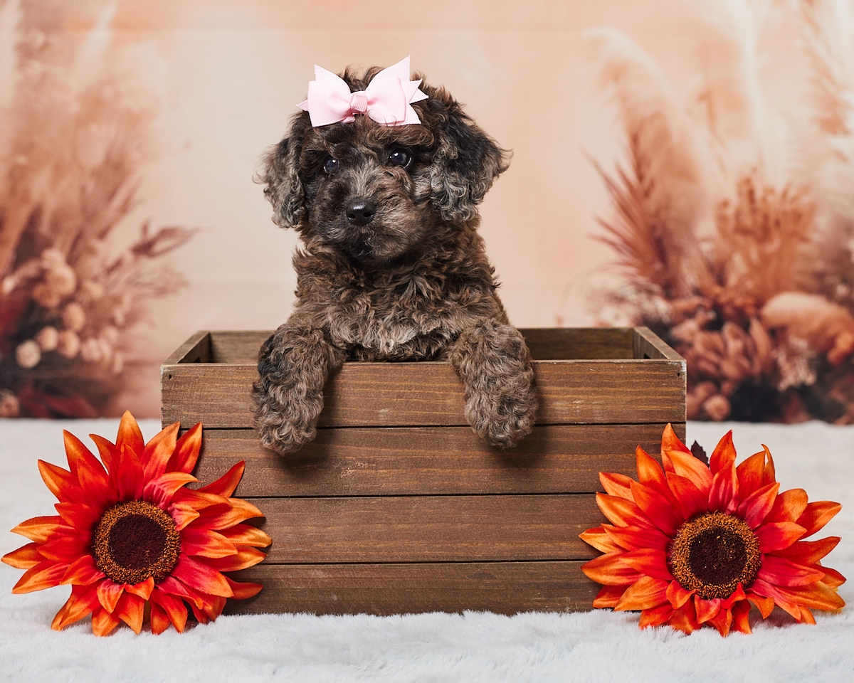 What kind of coat does a Cavapoo have?